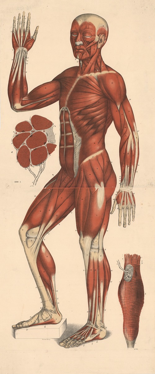 Muscles