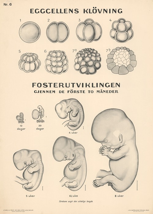 Fetal development - Artvee