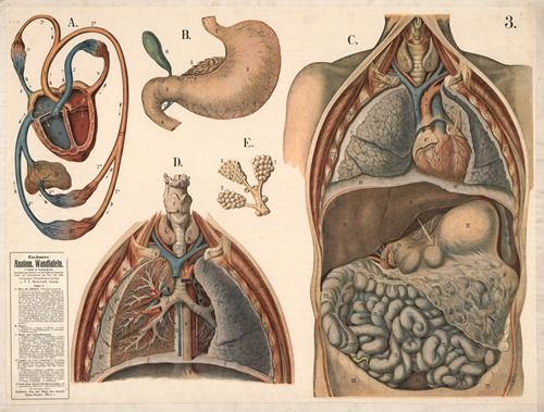 Internal organs - Artvee