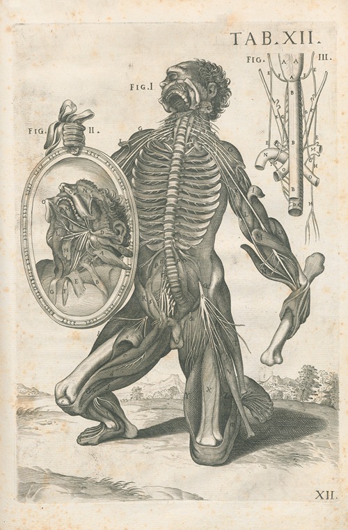 Tabulae Tabulae anatomicae a celeberrimo pictore Petro Berretino Cortonensi ...