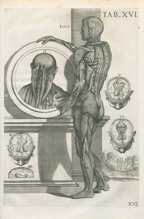 Tabulae Tabulae anatomicae a celeberrimo pictore Petro Berretino Cortonensi Pl ...