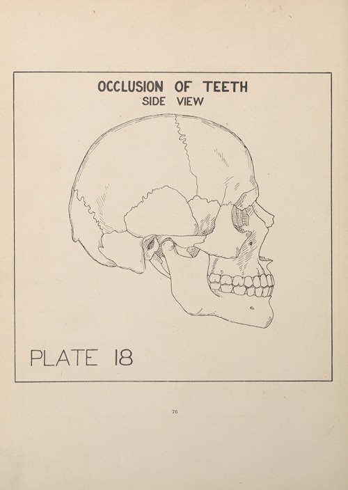 Teethe Front View Occlusion of the Teeth—Front View - Artvee