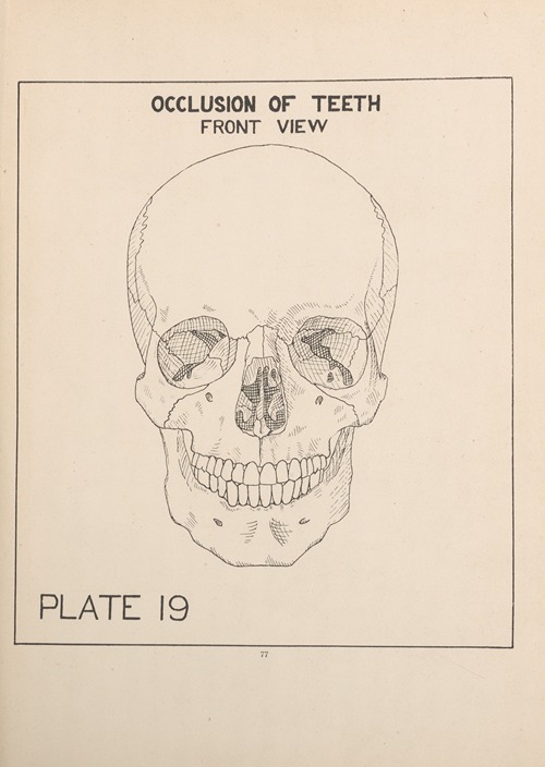 Teethe Front View Occlusion of the Teeth—Front View - Artvee