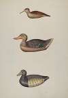 Three Decoy Ducks