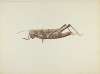 Grasshopper Weather Vane