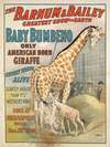 The Barnum & Bailey greatest show on earth : Baby Bumbeno, only American born giraffe, cutest thing alive