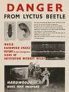 Danger From Lyctus Beetle
