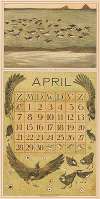 Kalenderblad april met scholeksters en kieviten
