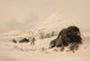 Buffalo Bull, in Snow Drift