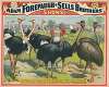 Adam Forepaugh & Sells Brothers great shows consolidated A congress of the giant birds of the world, …