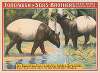 Forepaugh & Sells Brothers great shows consolidated. The only living pair of Asiatic saddle-back tapirs….