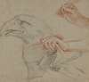 Study for an eagle’s head, three studies for a hand with a quill_and one study for a hand holding a book