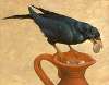 Crow and the Pitcher