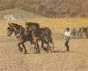 Teamwork (Amish Boy and Horses)