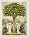 The tree of life; on either side of the river was there the tree of life which bare twelve manner of fruits.–Rev. ch. XXII,2