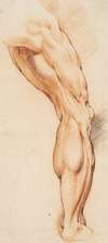 Anatomical Study (écorché). A man’s flayed right leg seen from the back, turned to the right