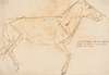 Anatomisk og proportionsstudie. En hest