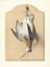 Trompe l’Oeil – A Curlew Hanging from a Nail