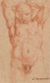 Male Nude