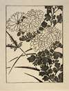Ipswich Prints; Chrysanthemum