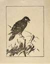 Ipswich Prints; Raven