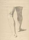 Study of Legs
