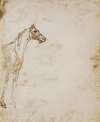 Study of a Horse