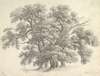 Study of Oak Trees