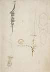 Fragmentary Sketches of Various Ornament