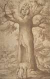 The Beech Tree of the Madonna at La Verna