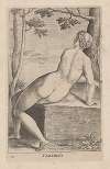 Camerina