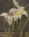 Oberon and Titania on a Lily