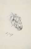 Head of a Horse