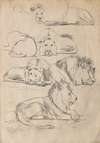 Studies of Lions