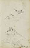 Seated lion, two lion head studies