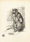 Begging Monkey