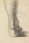 Anatomical Study of the Heel of a Foot