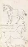 Medo-Persian Horse and Egyptian Horse
