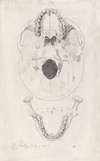 A measured drawing of a skull