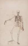 Human Skeleton, Anterior View