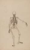Human Skeleton, Posterior View