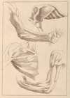 Anatomical Studies of Arms and Shoulders