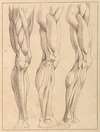 Anatomical Studies of Legs