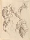 Various Anatomical Studies