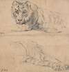 Two Studies of a Tiger; above; Head and Shoulders; below; Hindquarters