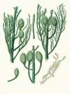 Araucaria Cunninghamii = Moreton Bay pine.