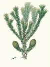 Arucaria Brasiliana = Brazil pine
