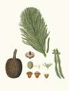 Arucaria excelsa = Norfolk Island pine