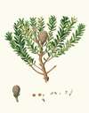 Dammara Australis = New Zealand pitch tree, or Cowrie