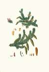 Pinus alba = Whit spruce fir